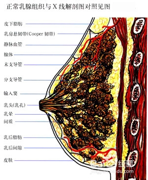 挤压乳房会导致乳腺增生吗
