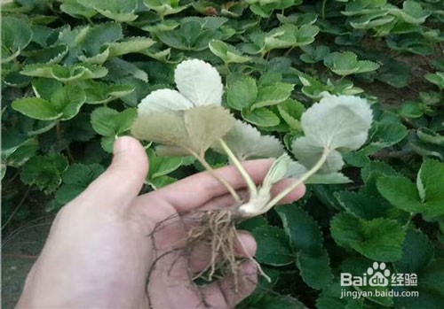 草莓重茬根腐:都有啥症状,应该怎样防治