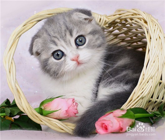 怎么养一只刚刚断奶的小猫咪