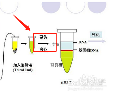 分离核糖体的实验步骤
