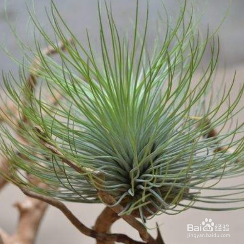 空气凤梨养殖时需要注意什么?