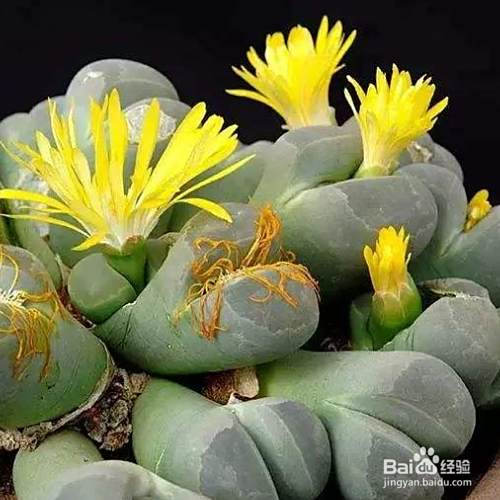 生石花的水耕处理方法有哪些 百度经验 生石花的水耕处理方法有哪些 百度经验