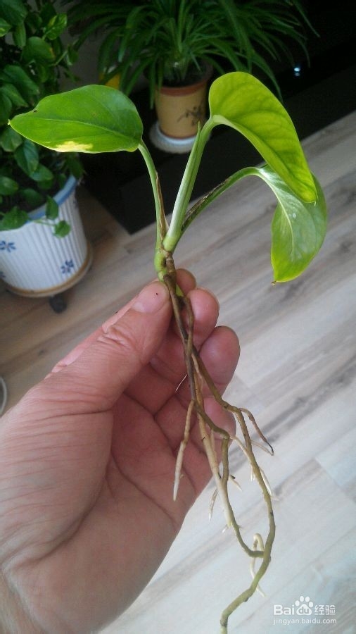 生活小常识——水培绿萝的方法