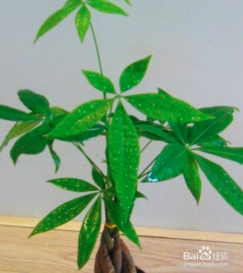 幼苗发财树怎么长粗
