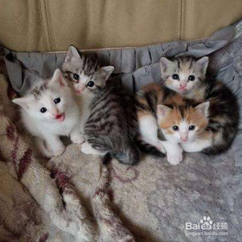 猫咪冻伤或体温过低该怎么办