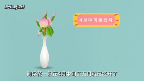 海棠花什么时候开 百度经验