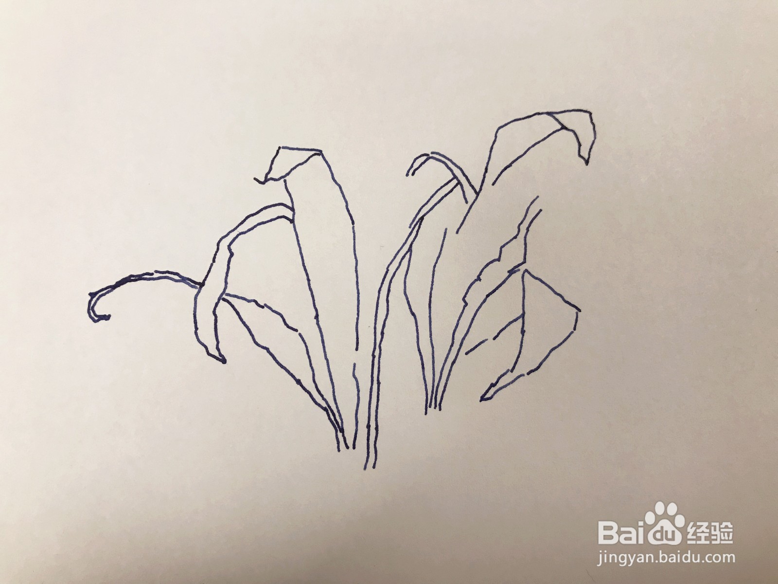 画一盆绿植：一半枯萎一半茂盛
