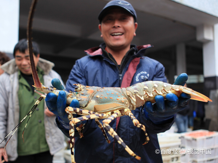 大龙虾养殖方法