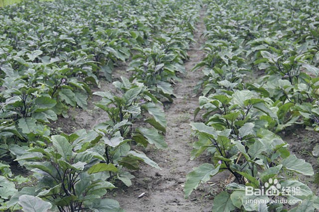 茄子抗重茬的防治方法