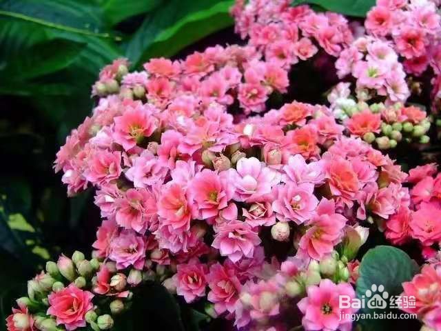 3种花太好养，沾土就活，特能长，养一次就上瘾