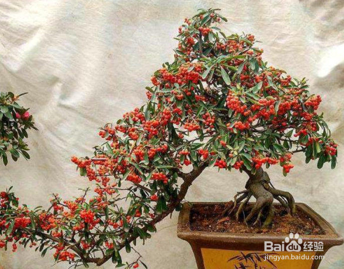 火棘下山桩怎么栽培