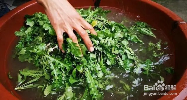 如何识别荠菜？