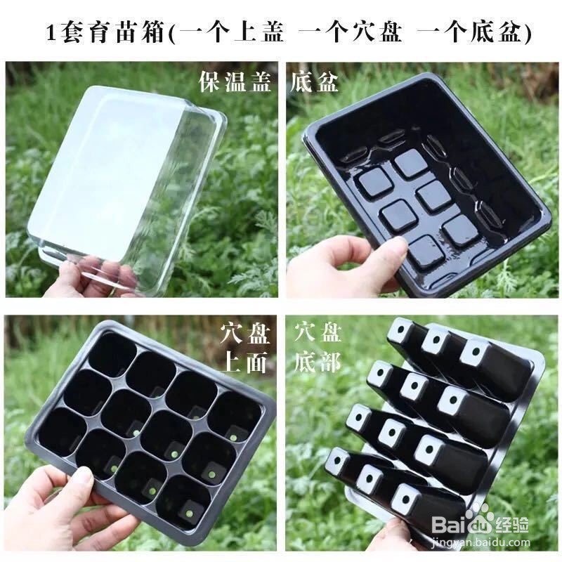 多肉种子怎么种才能发芽