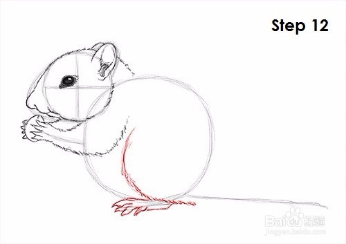 如何绘制花栗鼠——加菲的吃货生活