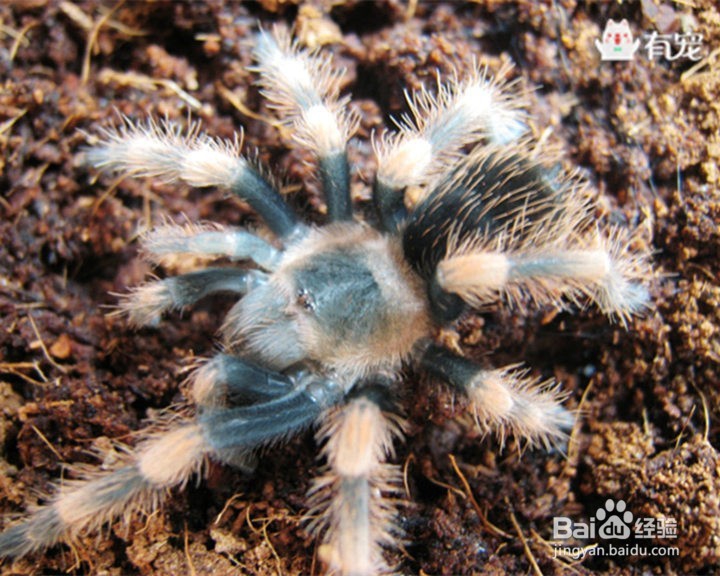 爬宠天地，不一样的美