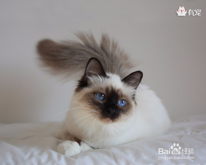 缅甸圣猫——伯曼猫