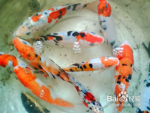 锦鲤如何去喂养？