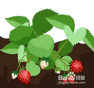 种草莓如何选草莓