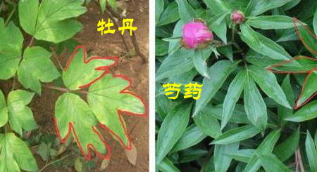 牡丹花和芍药花的区别