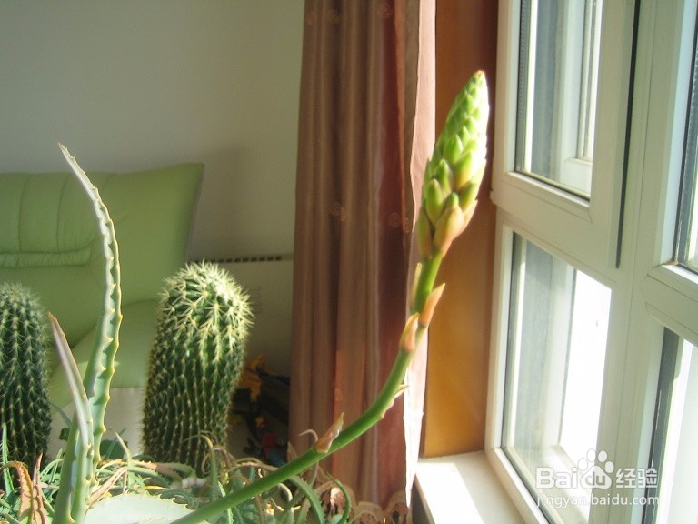 #首晒#怎样用数码相机拍芦荟开花