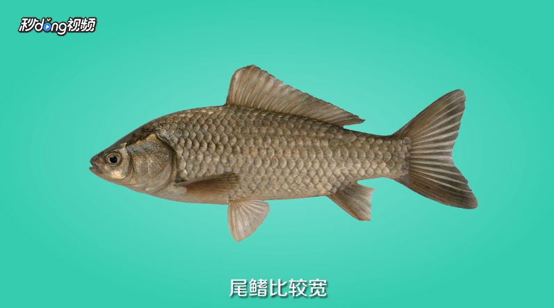 土鲫鱼怎么区别？