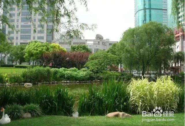 水生植物景观如何维护保养