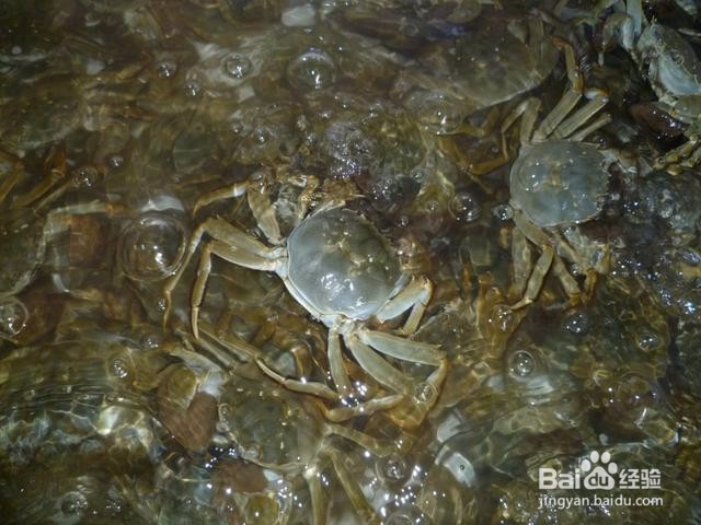 大闸蟹如何保鲜保活