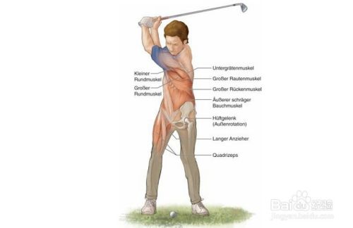 高尔夫球训练 1 相关肌肉图1 百度经验