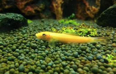 如何去除绿藻不伤害水草