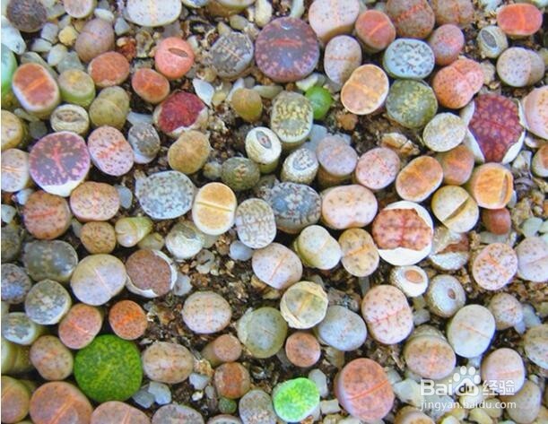 谈生石花播种及养护(一年养护心得总结)