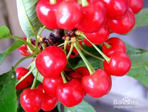 女人吃哪些水果好--美容养颜减缓衰老的水果