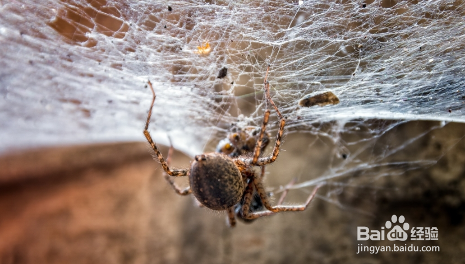 蜘蛛网的作用
