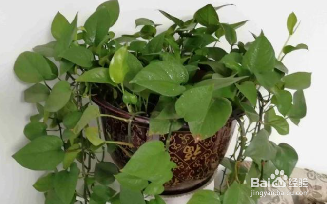 绿萝什么时候要换盆