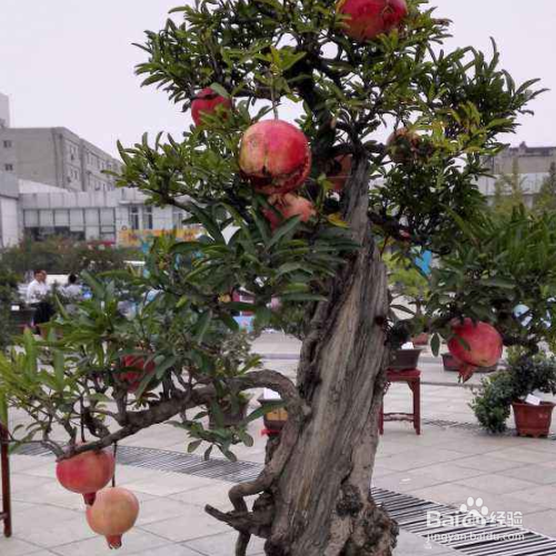 在家中怎么养石榴,让它的果实更饱满?