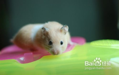 如何区分一线仓鼠与三线仓鼠？