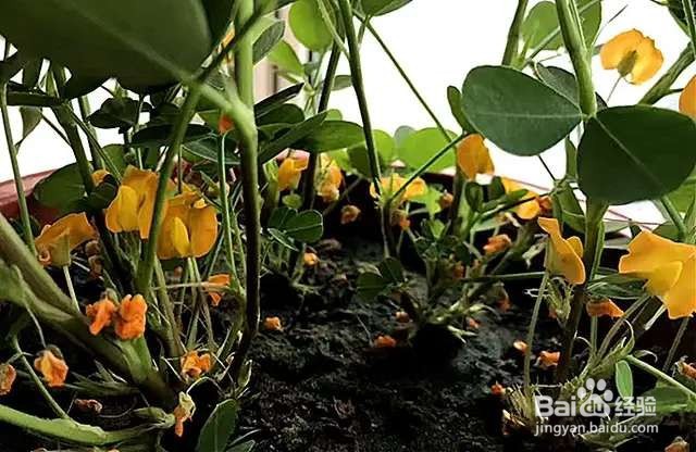 农村田间的蔬菜,开花原来这么美