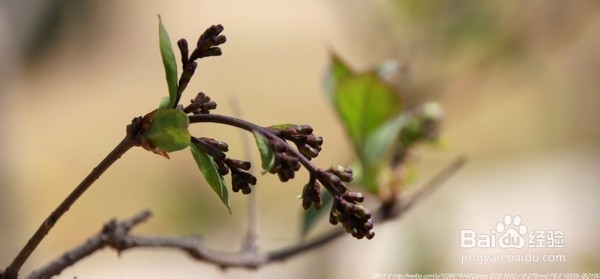 北京旅游攻略：[22]海淀公园