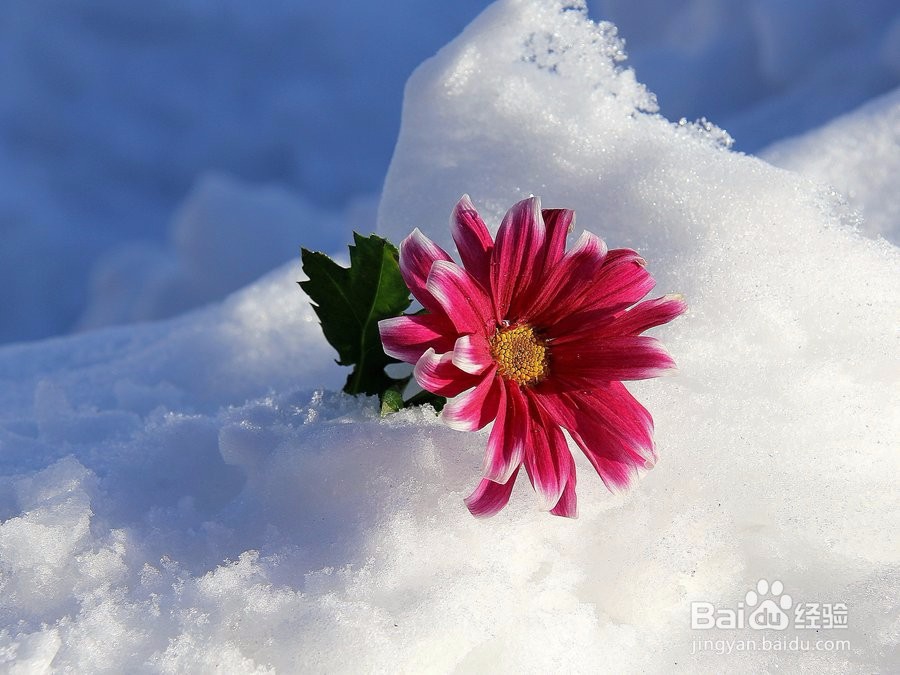 大学生应该如何面对人生逆境