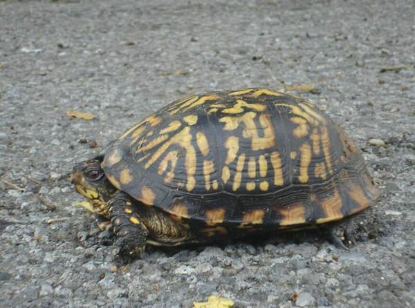 小乌龟晚上叫是怎么回事