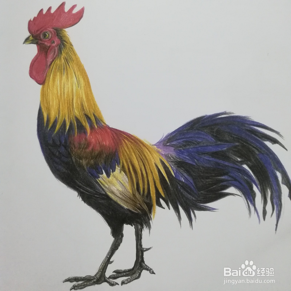 怎么画大公鸡的彩铅写生