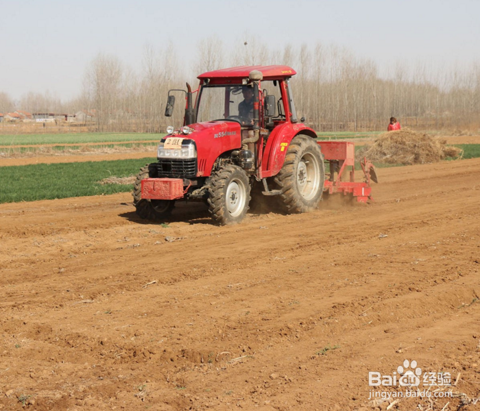 如何种植甘蔗才可以增加甘蔗的产量