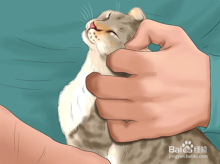 3种正确方法教你如何撸猫（图文教程）？