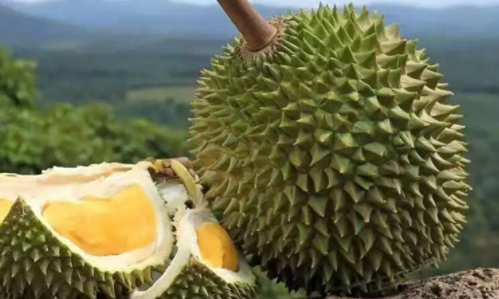 榴莲品种
