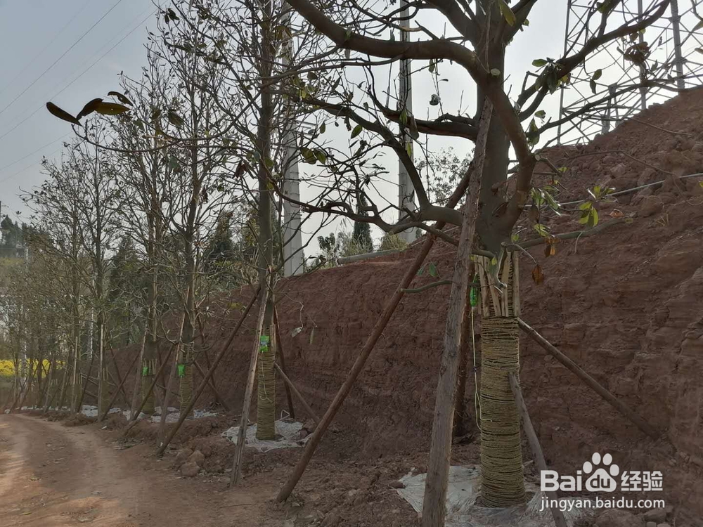 大乔木为什么难以移栽成活——案例分析