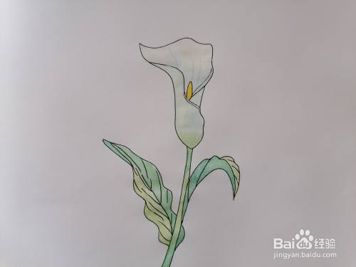 海芋花用水彩怎么画 百度经验 海芋花用水彩怎么画 百度经验