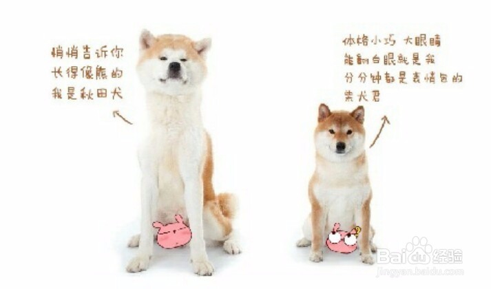 那些容易看出的柴犬与秋田犬的区别