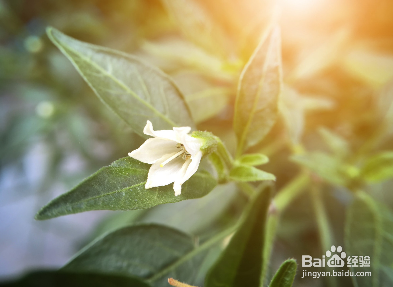 栀子花怎么养才能养活