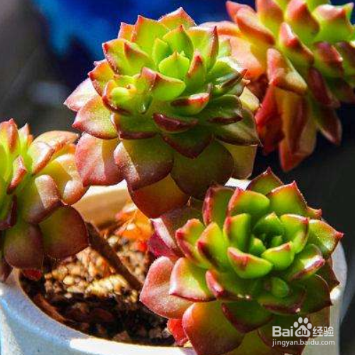 蒂亚的养殖方法与注意事项