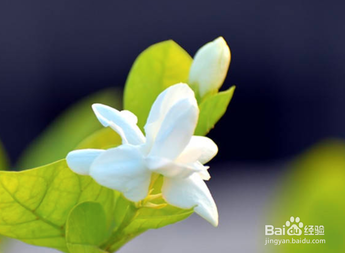 茉莉花怎么养殖