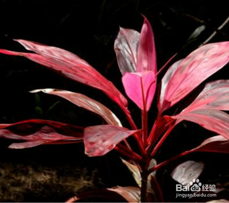 朱蕉红铁树怎么养